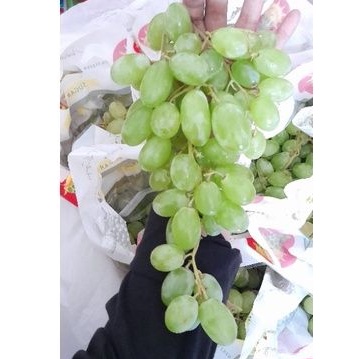

Anggur Hijau Seedless