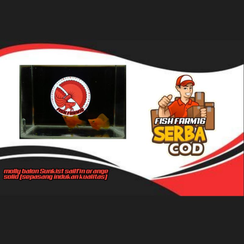 molly balon Sunkist sailfin orange solid (sepasang indukan kualitas) // ikan hias