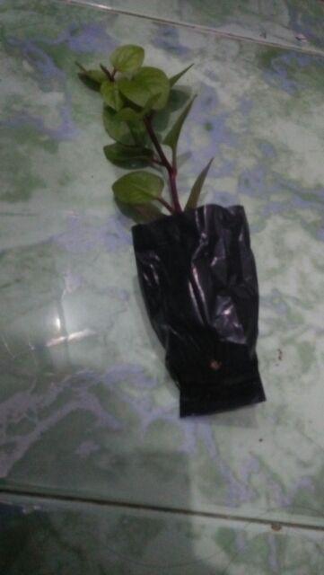 Binahong Merah