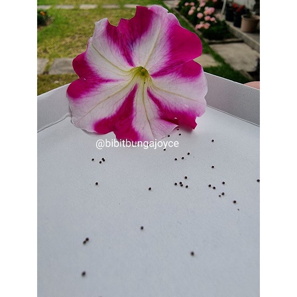 bibit ( biji ) bunga petunia