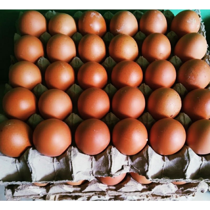 

telur fresh nusantara
