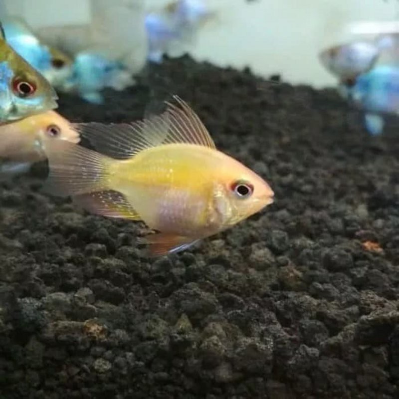 Ikan Hias Aquascape " Ramirezi Yelow " Size XL