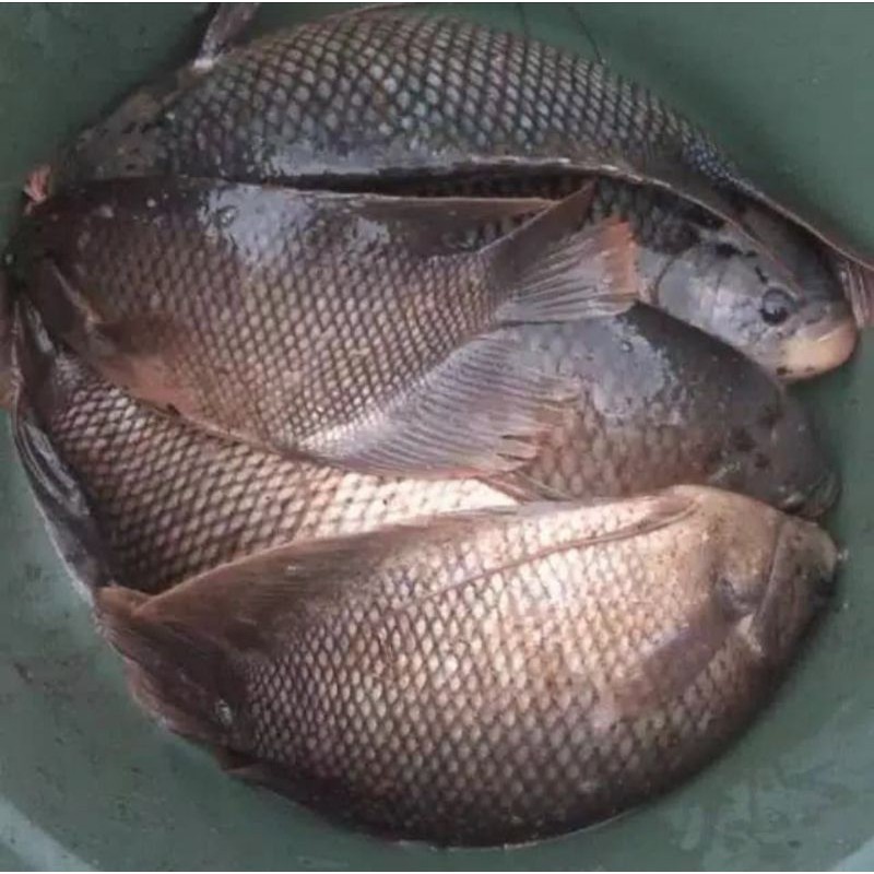 

gurame segar fresh 1kilo bisa di bersihkan