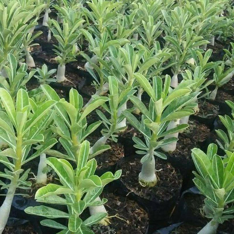 Tanaman hias kamboja jepang - adenium kamboja jepang