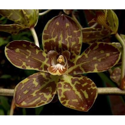 Bibit Anggrek Grammatophyllum Tiger Paw (Botol)