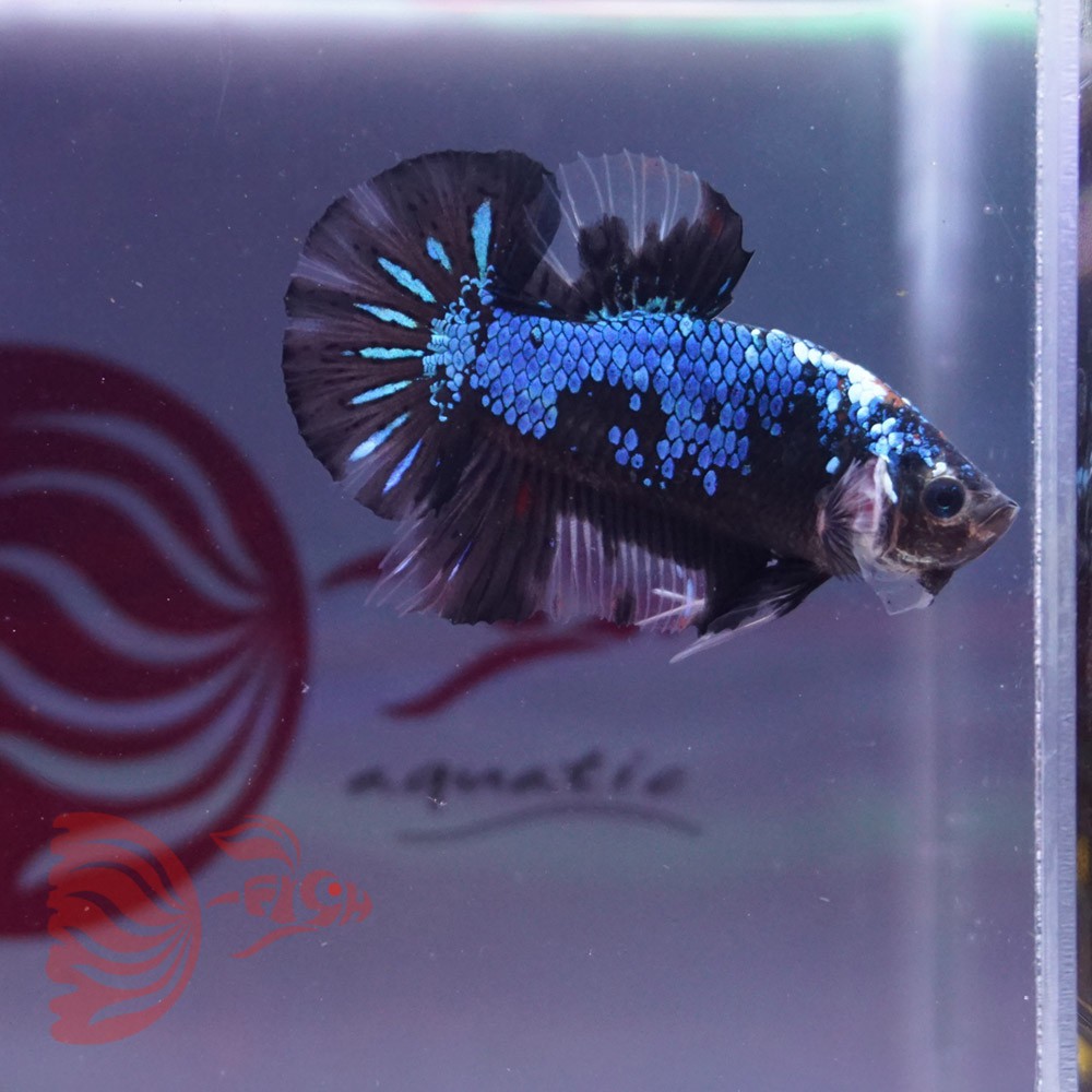 cupang male BBL avatar black galaxy jantan NOV