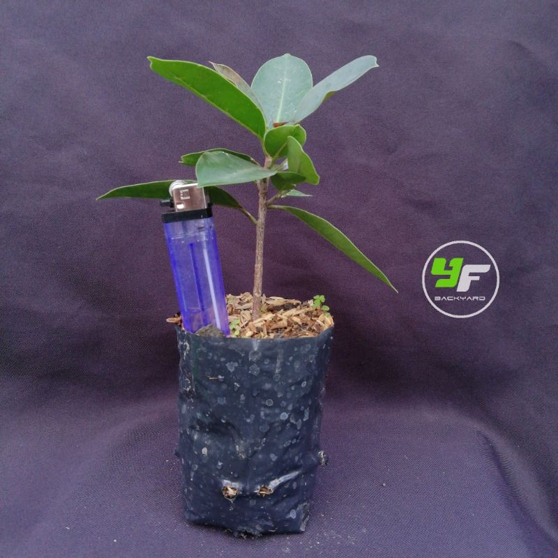 Preh Silver / Ficus / Iprik Silver / Bibit Bonsai