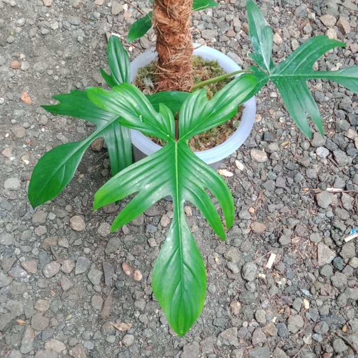 tanaman florida ghost indoor / philodendron Florida ghost