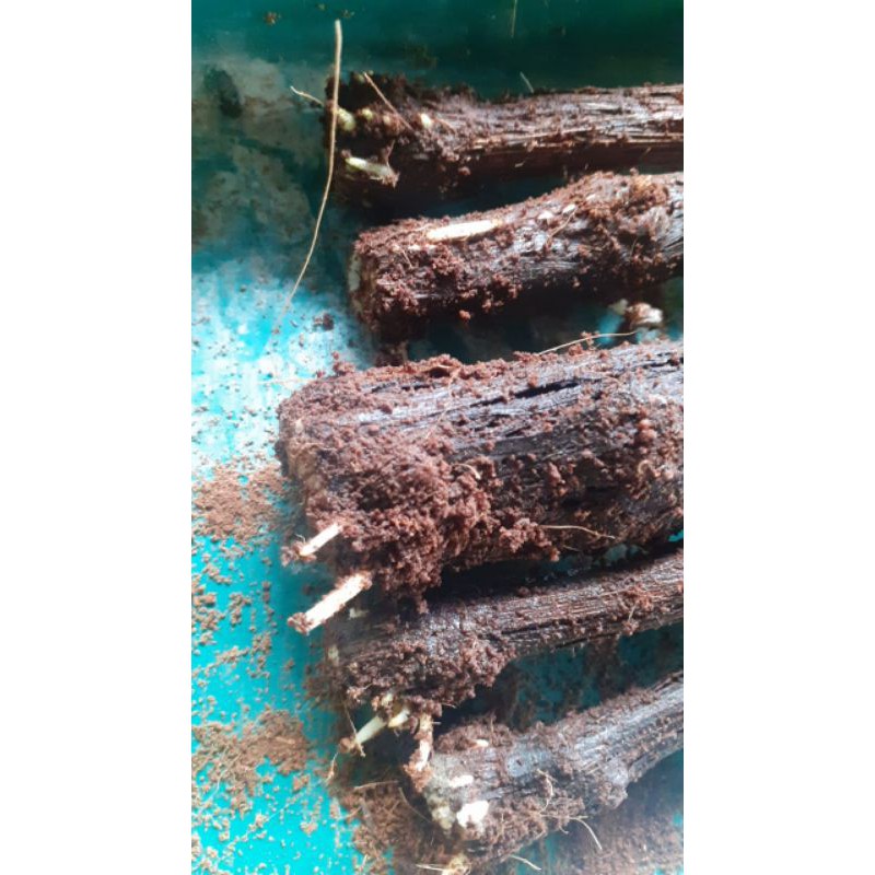 

cutting grafeting anggur import