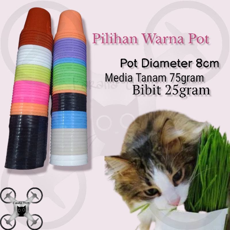 Paket Lengkap Wheatgrass Siap Tanam Media Pot Catgrass Cat Grass Wheat Rumput Kucing Kesehatan