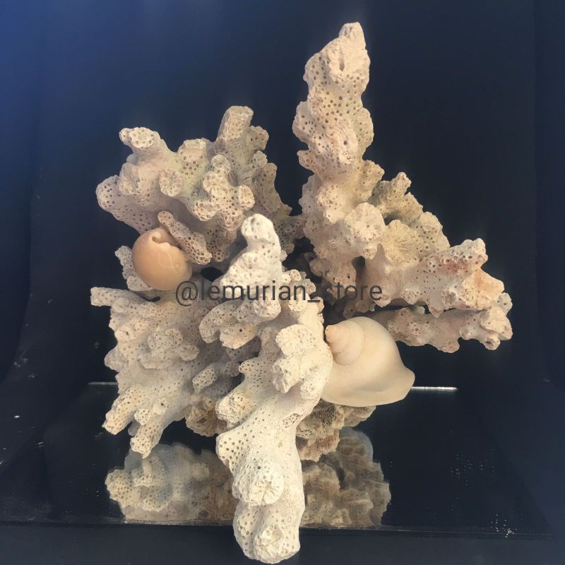 BATU KARANG LAUT ASLI// aquarium/ aquascape/ corallaut/batu/laut/terumbu karang/deadrock/premium