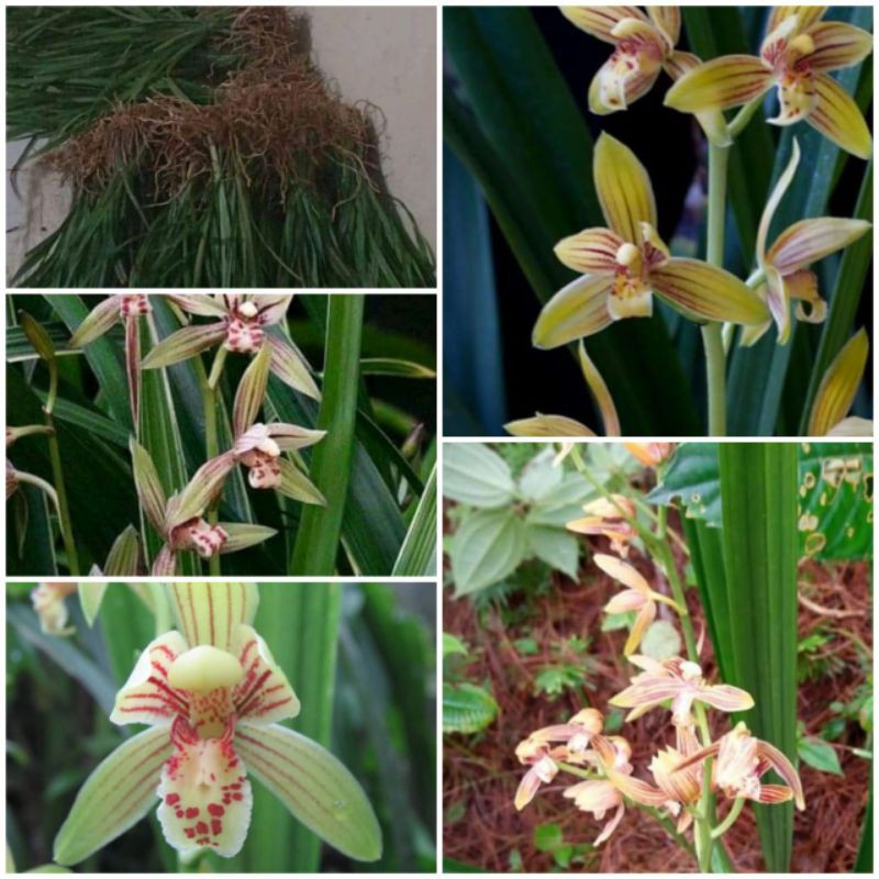 Anggrek Tanah Cymbidium ensifolium HiJau kalem