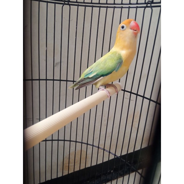 lovebird Bio PB euwing betina dewasa