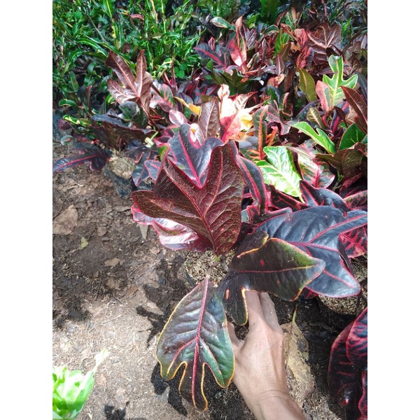 Pohon Puring Zet Merah Merah / Puring Jet Merah Sudah Berakar