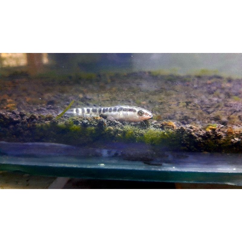 channa baby argus python