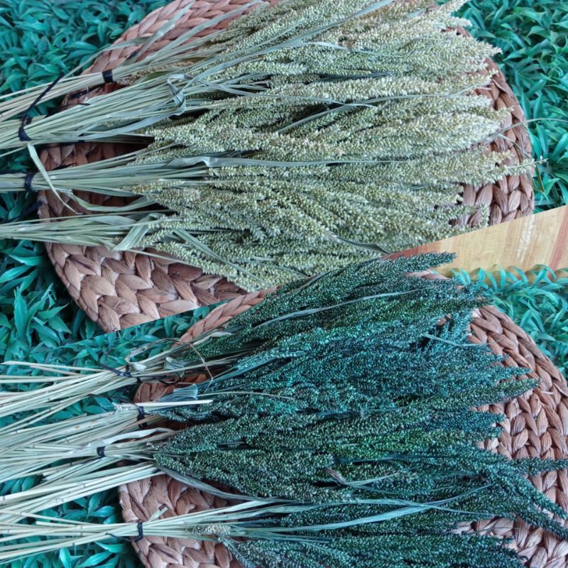 Bunga Rumput Jiwan Kering