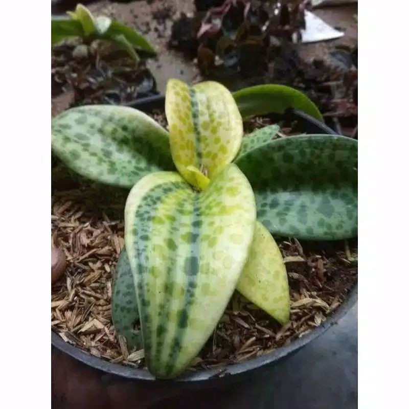 tanaman hias pilo lidah katak philo lidah katak pilo