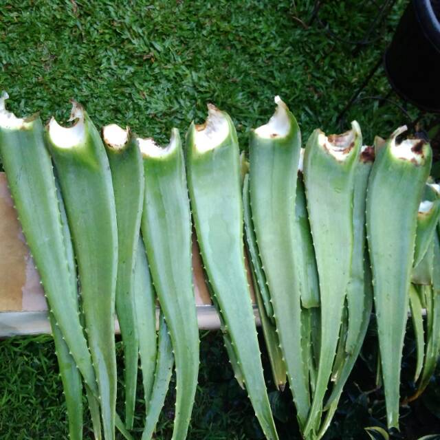 

Pelepah Lidah Buaya 400 - 500 gram
