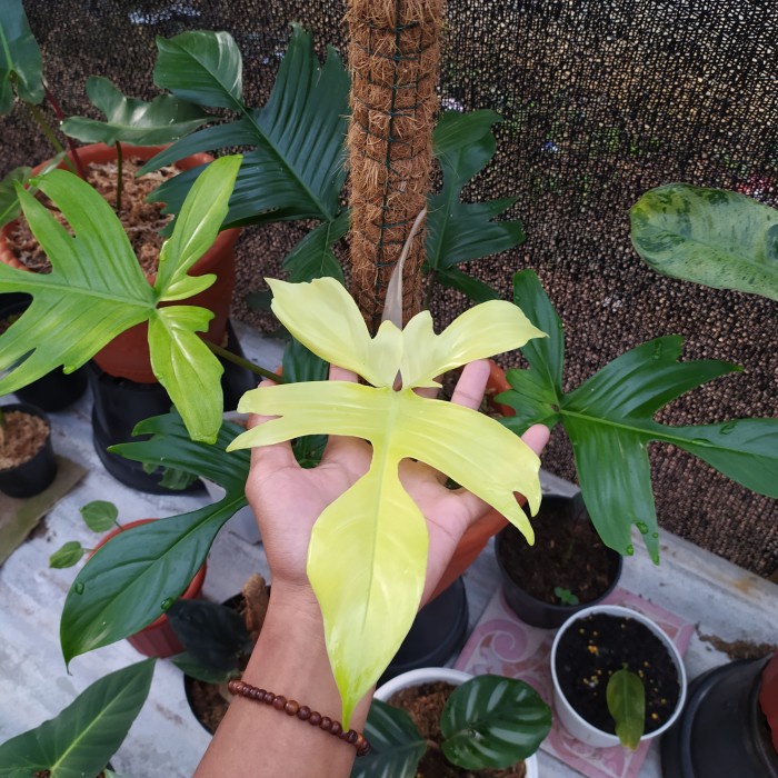 READY Tanaman Bunga Philodendron Florida Ghost Tanaman Hias Florida Ghost Berkualitas