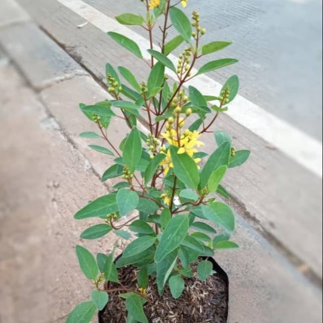 Pohon Hujan Emas Tanaman hias hujan emas tanaman bunga hujan emas