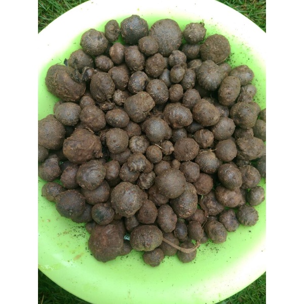 Katak Porang 1kg, isi -+500 buah