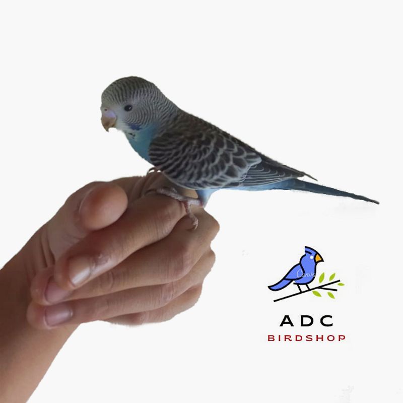 Burung Parkit Biru Jinak