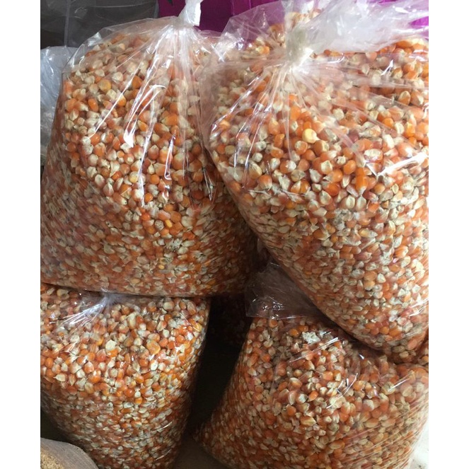 jagung kecil unyil / jagung kristal pakan burung merpati