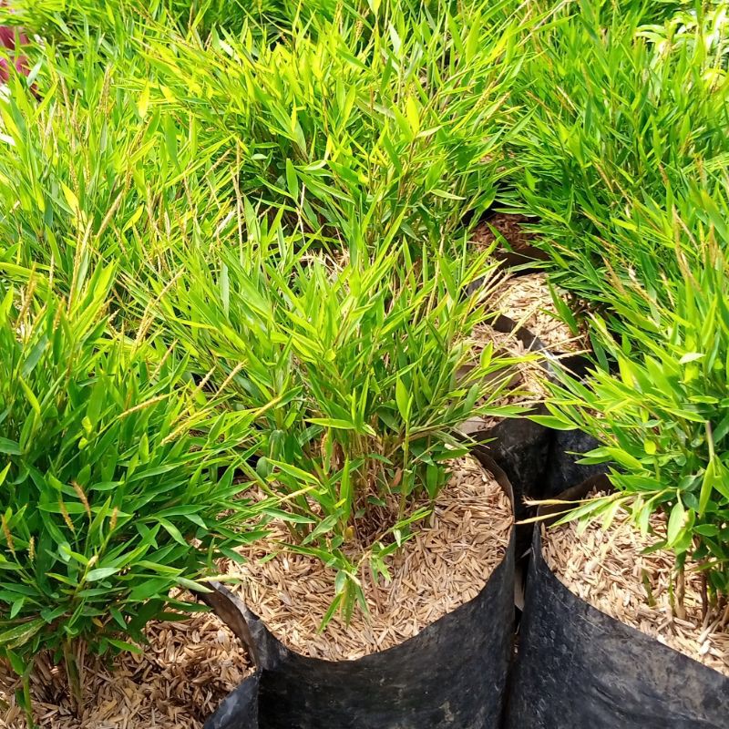 tanaman bambu jepang mini/bambu jepang mini