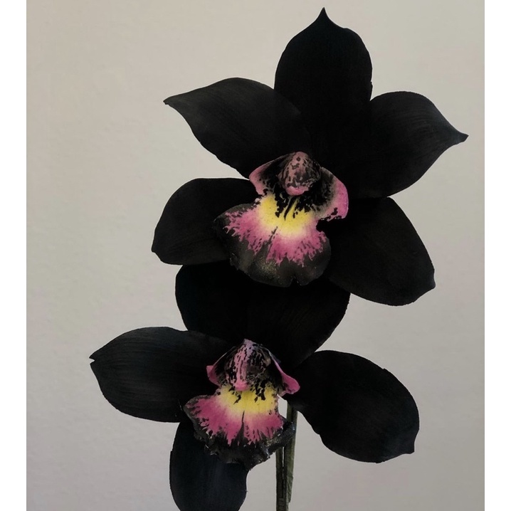 Tanaman Hias hidup Anggrek Dendrobium Black Papua-bunga hidup-bunga anggrek hidup-tanaman hias hidup-bunga gantung hidup-anggrek dendrobium dewasa-bunga anggrek-tanaman gantung hidup-tanaman hidup-tanaman indoor hidup-bunga asli tanaman hidup