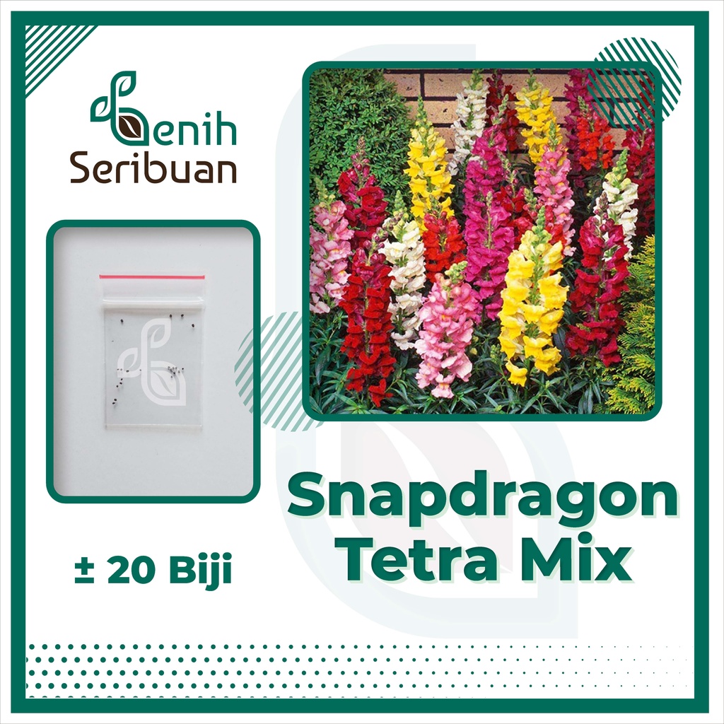 BS-BYL Bibit Bunga Benih Tanaman Bunga Hias Matahari Mawar Aster Vinca Krisan Telang Sunflower Krokot Lavender Marigold Zinnia-SNAPDRAGON TETRA MIX