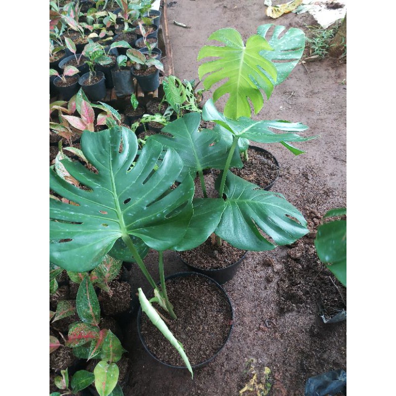 monstera king daun besar