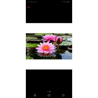 

Bunga TERATAI /Lotus , obat HERBAL