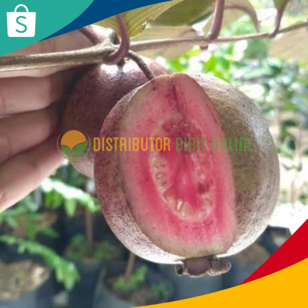 Bibit Jambu Biji Merah Australia / Red Australia
