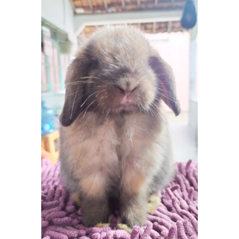 Kelinci Holland Lop