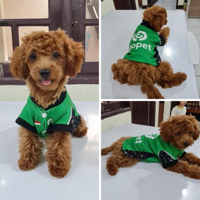 Terlaris Baju Kostum Pet Doggie Kucing Anjing Gopet Greb Shopaw Gojek Grab - Gopet Gojek, S