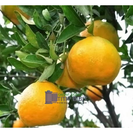 jeruk Brazil bonsai bibit tanaman buah tambulampot