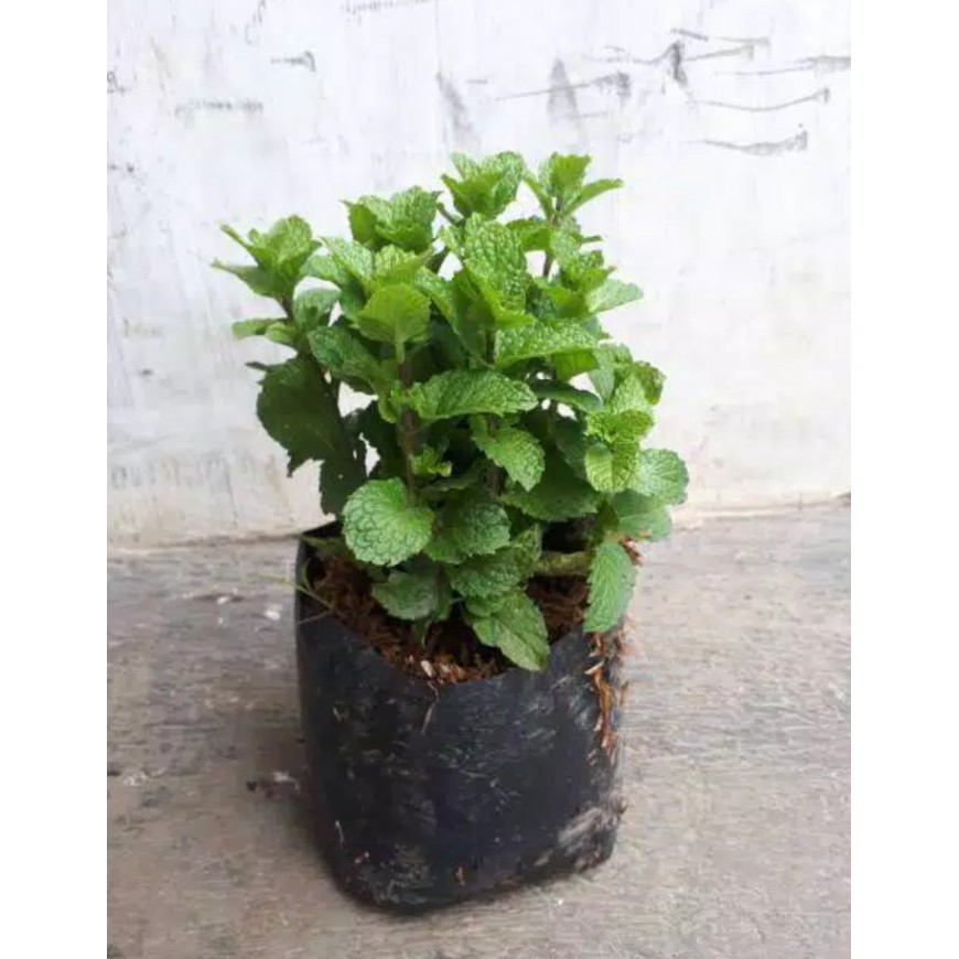 

TANAMAN/DAUN MINT SEGAR SPEARMINT