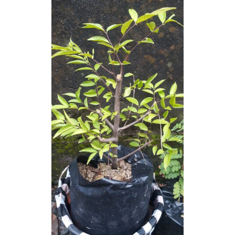 bahan bonsai anting putri