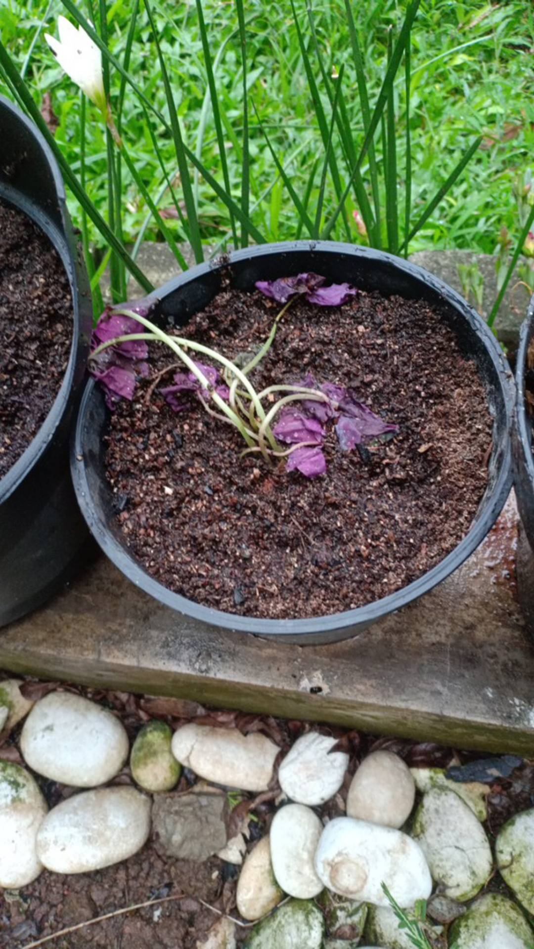 Promo Tanaman Hias Daun Kupukupu Ungu Kupu Kupu Oxalis Tanaman Unik