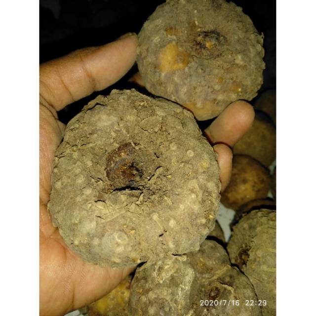 PORANG BIBIT PORANG ISI 5 BUTIR | BIBIT UMBI PORANG ASLI DORMEN 1000 GRAM