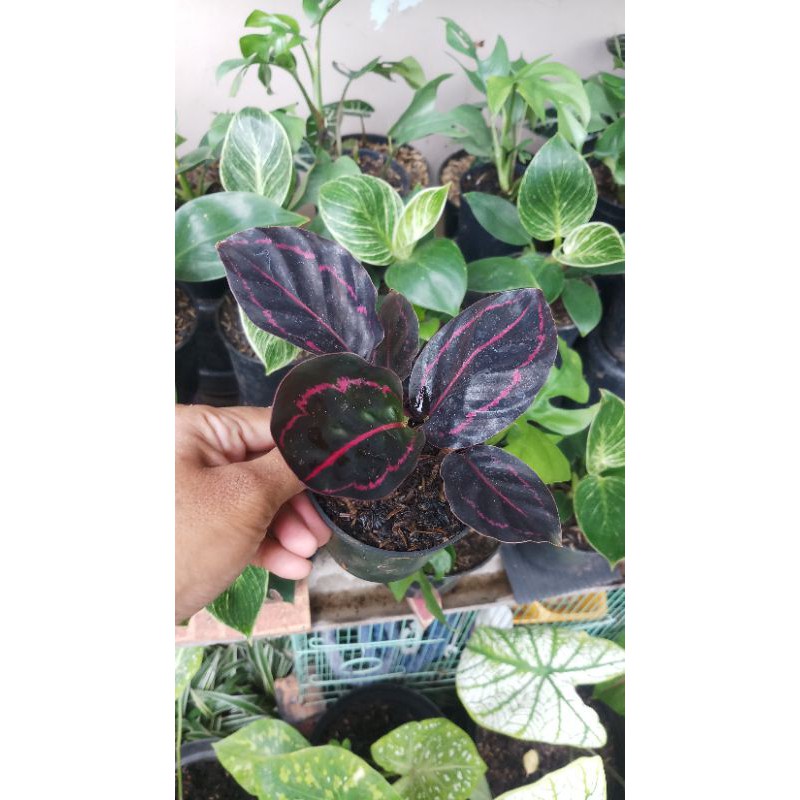 Calathea Black Lipstik Kecil 4-5 Daun - Kalatea - Tanaman Hias Indoor - Bunga