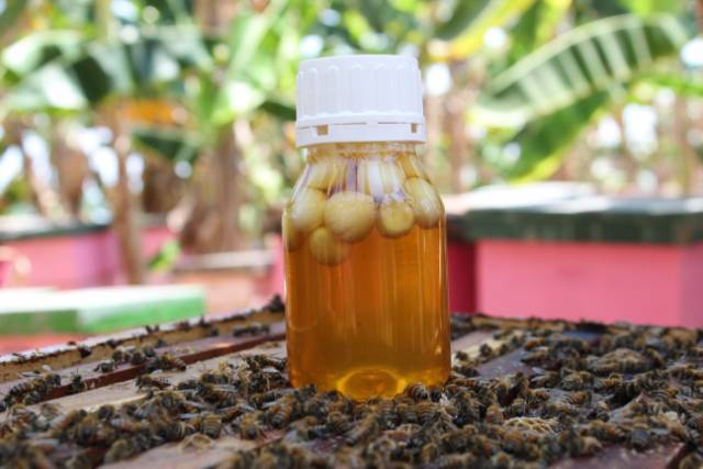 [Kikuk*] Madu Bawang Tunggal Lanang 340 gr-6