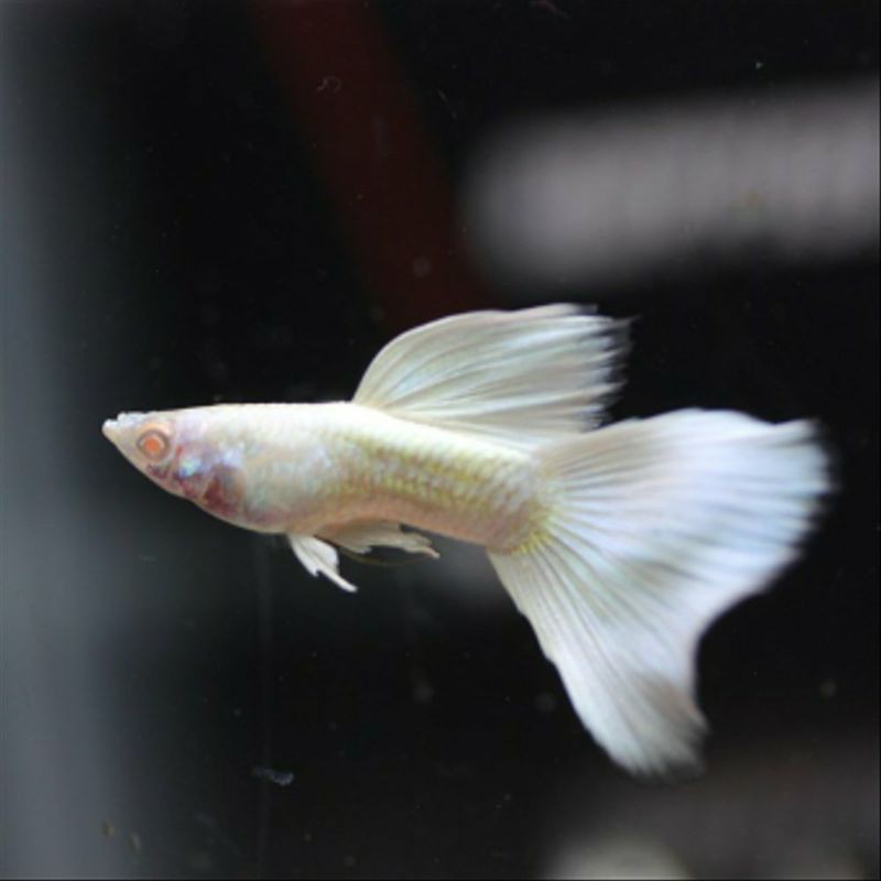 

ikan guppy platinum paket(4 betina 2 jantan)