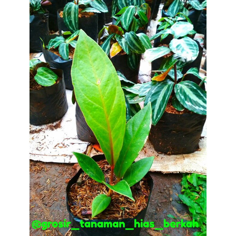 ANTORIUM JEMANI JAYEN