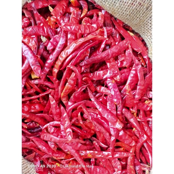 

cabe kering india super pedas tangkai dan tanpa tangkai (steamless)