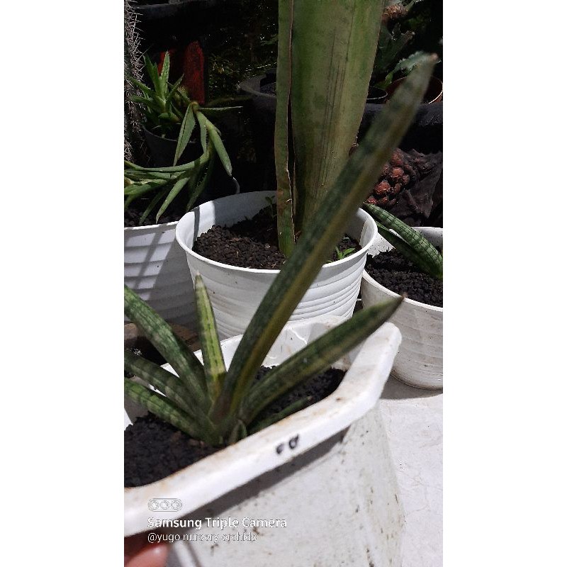 sanseviera boncel varigata real plant