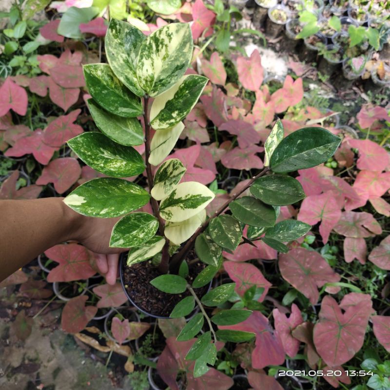 Indoor Plant Zamioculcas Zamiifolia / ZZ Plant Variegata / Zamia Varigata