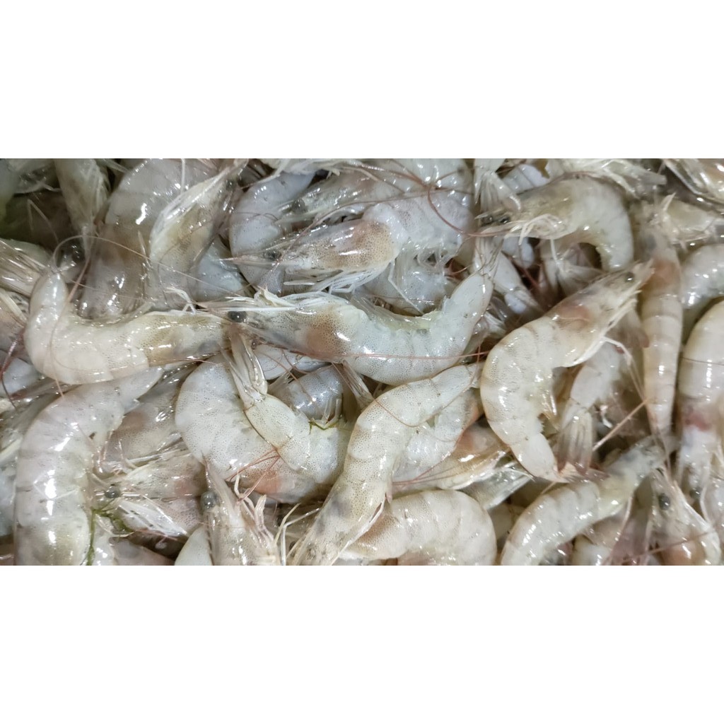 

Udang Besar Segar | Udang Besar Fresh