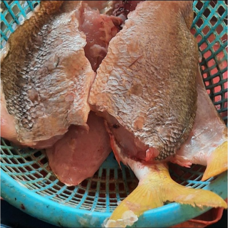 Jual Ikan Ekor Kuning Filet Tanpa Tulang Kg Shopee Indonesia