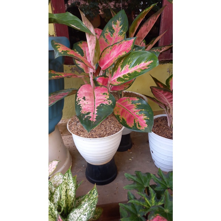 AGLONEMA KOCIN CAMELON/ KOCIN RIBUN ISI 3